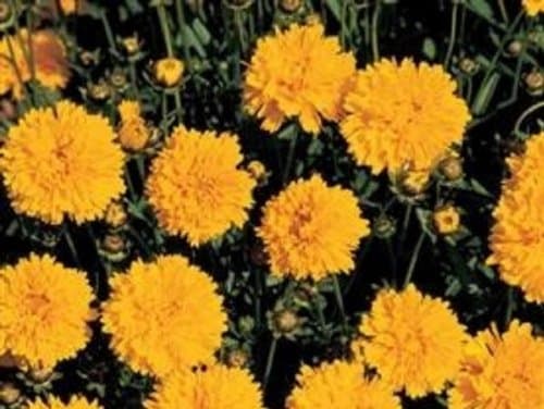Swanley Village Nursery 5 X Coreopsis Sunray Perennial Mini Plug Plant