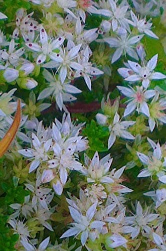 Sedum anglicum Gorgeous English Stonecrop Green leaved and White Star Flowers Hardy Ground Cover PPLANT in 7CM Pot