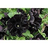 Petunia - 100 Seeds - Black Cat - Rare Find - Rngardens