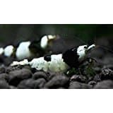 1 Grade Crystal Black Shrimp Live Freshwater Aquarium .4-8 inch