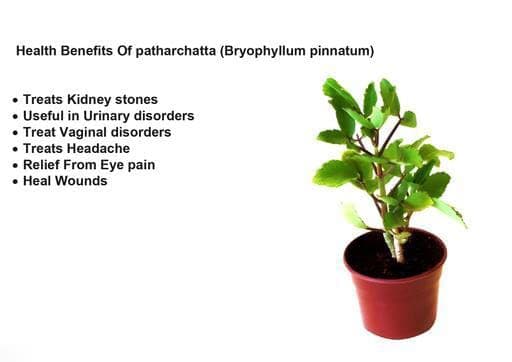 Live Patharchatta/Bryophyllum Pinnatum/Miracle Leaf/Panfuti Plant for Kidney Stone Removal Medicinal Ayurvedic Plantt/Size 18 to 24 Inches / 1 Healthy Medicinal Plant CF_08