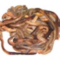 The Worm Dude Brand Live Canadian Nightcrawlers 2.5 Pounds - #1 Fishing Nightcrawler in the World. Catch Big Fish With These BIG Worms. Keep Well In The Fridge. Raise Your Own Bait.