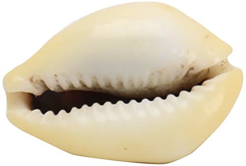 shreeji pooja pa Yellow Kodi, 0.5 Cm ,