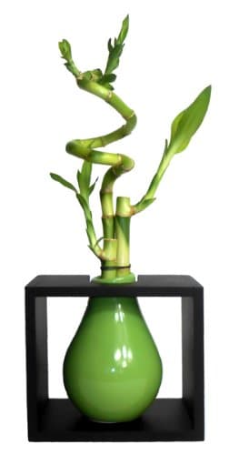 GoGoGreen88 - 3 Stems Spiral Lucky Bamboo in Framed Green Paint Drop Vase