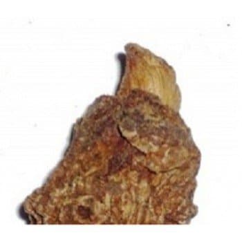 ShubhBhakti Anant Mul - Hemidesmus indicus - 50 Grams