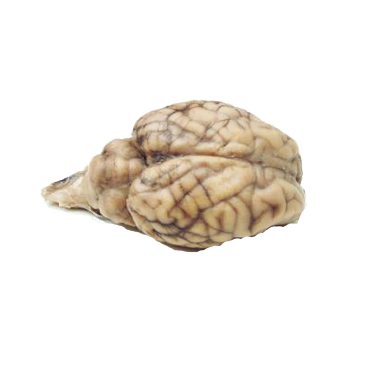 Anatomy Lab Preserved Sheep Brain Specimen for Dissection, Without Hypophysis, Vacuum Pack of 1