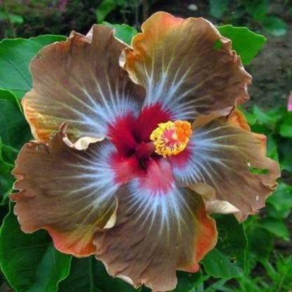 MVKR Live Gudhal - Hibiscus flower Plant Hybrid (Pack of 1 Plant)
