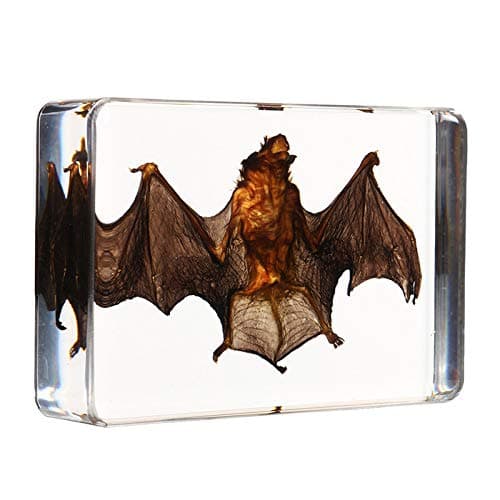 YAOHM 3 Size Acrylic Lucite Transparent Bat Specimens Animal Insect idermy Bat Amber Educational Teach Supply Biological Collection,87x57x20mm