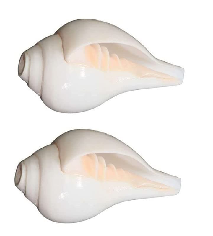 FIRMUS Conch Shell Loud Blowing Shankh Home Temple Puja (White, 5 Inch) - Pack of 2 Pieces
