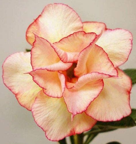 New White Adenium Desert Rose with Orange Edge Flower 2+ Seeds