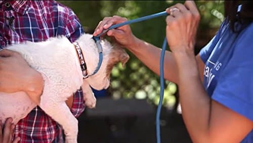 Cesar Millan Slip Lead Dog Leash for Training (Small/Medium, Blue/Orange)