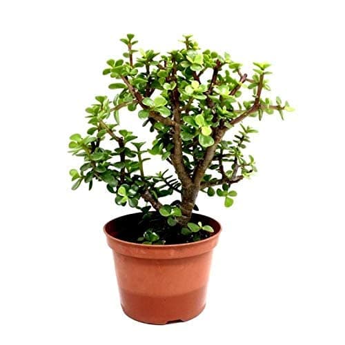 BLOOM & GROW Jade Plant | Crassula Button Plant | Good Luck Plant (pot included)