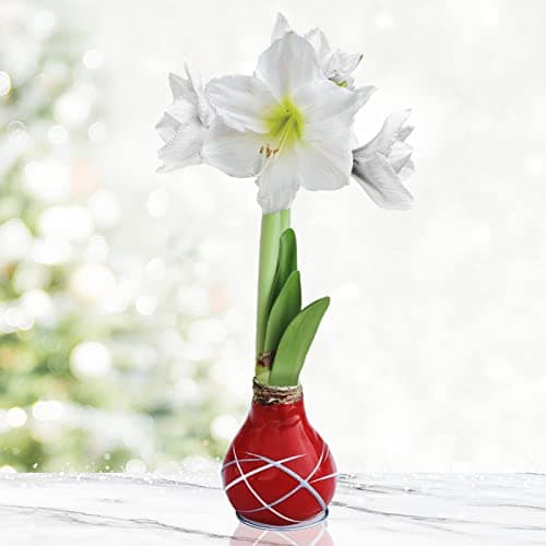 Red Picasso Intokazi Waxed Amaryllis Flower Bulb with Stand, No Water Needed