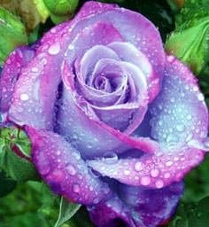 Saavyseeds Rose Bush Terradoga Rose Seeds - 11 Count - October 2014 Harvest