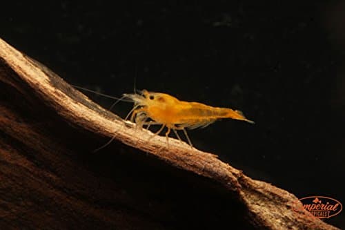 Imperial Tropicals 12 Yellow Shrimp (Neocaridina Heteropoda) (Color Variation of Cherry Shrimp)