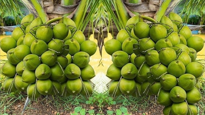 FloraPlax Coconut Fruit Plant Dwarf Variety/Coconut Tree Huge Production Healthy Hybrid Plant With Black Pot