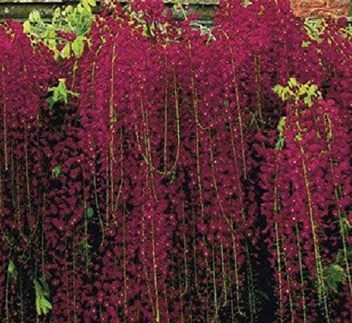 Black Dragon Wisteria Climbing Flower Perennial Seeds Vine Red Color 5 Pcs