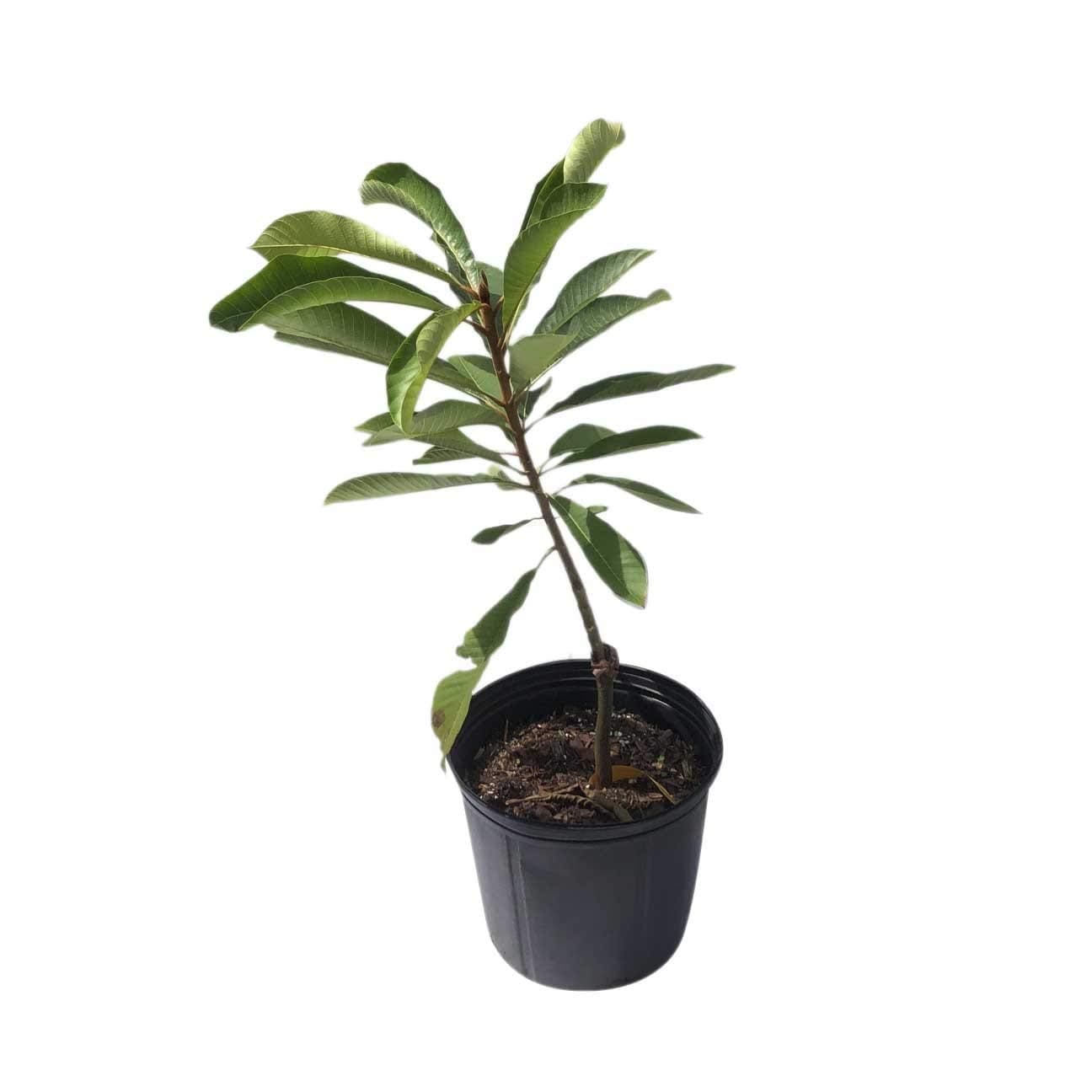 Mamey Sapote Akil Especial Tree, Grafted, for Sale, 3-Gal Container from Florida