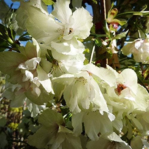 Prunus 'Ukon' Tree - Flowering Cherry - in a 10lt Pot (Live Plants)