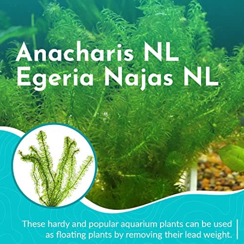 CANTON AQUATICS Anacharis NL Egeria Najas NL Plant - Fast Growing Aquatic Plant - Mid Ground Positioning & All Natural Aquarium Plant - Long Lasting & Easy to Care