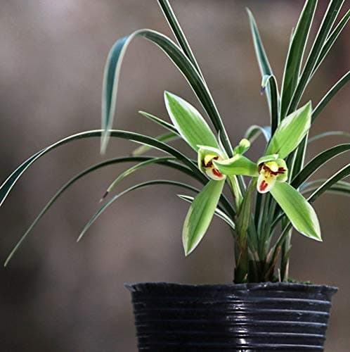 Pre-Sale Cymbidium Goeringii Boat Orchids Perfect for Windowsills or Indoors-Shipped Without Flowers (Silvery Moon:1 Plant(3 Stems))