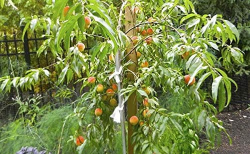 Pixies Gardens (5 in 1) Peach Cocktail Tree - 5 Different Peaches On One Plant (Cocktail Peach Plant) Belle of Georgia June Gold Red Haven Hale Haven Elberta