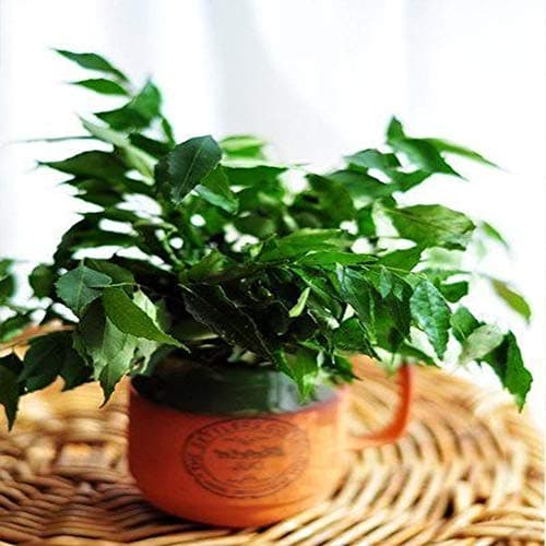 50 Curry Leaf Seeds Evergreen Privacy Tree High Germination Rate Deluxe Variety Germination Rate 96% Bonsai Garden Exotic Perennial Matures Quickly