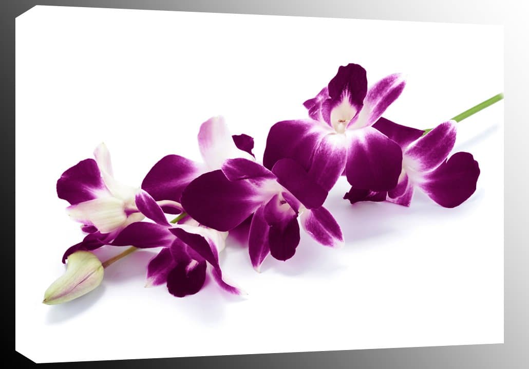 LARGE Plum Purple Orchids mounted and ready to hang 47 x 32 inches (119 x 82 cm)