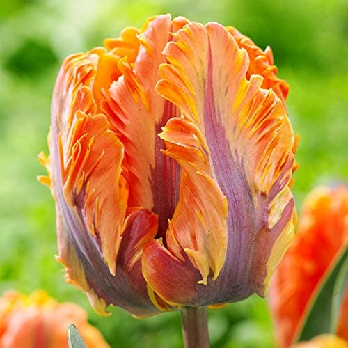 Irene Parrot Tulip Flower Bulbs - 10 Bulbs per Pack - Good as Cut Flowers - Perennializing - Easy to Grow Live Plants - Outdoor Flower Garden