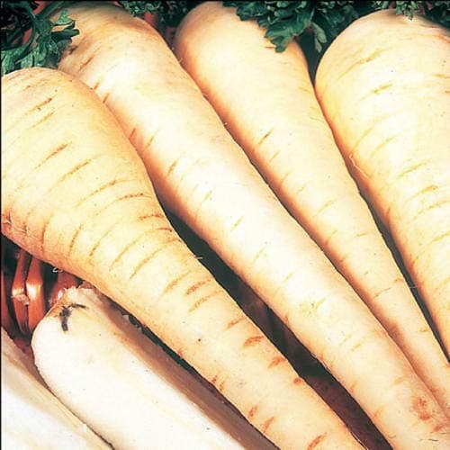 Parsnip White Gem Seeds, Vegetable Seeds for Home Garden Planting, Pack of 2.600 Seeds by Heavy Torch