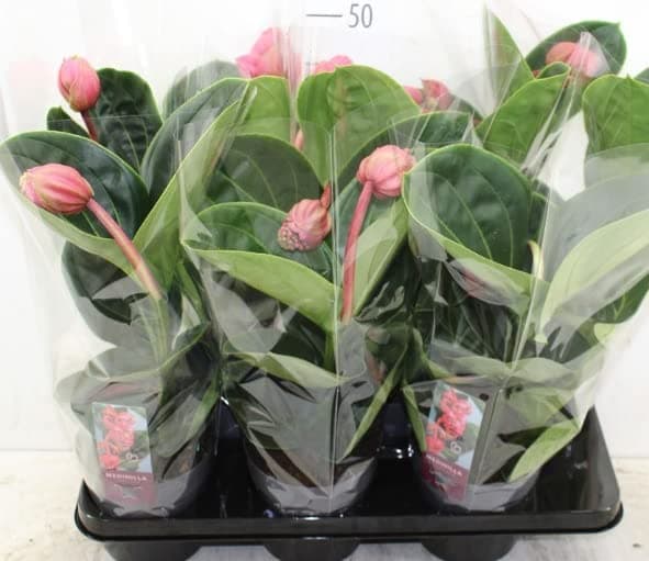 Medinilla Magnifica Orchid Plant - Rose Grape - in 14 cm Pot 50 cm Height