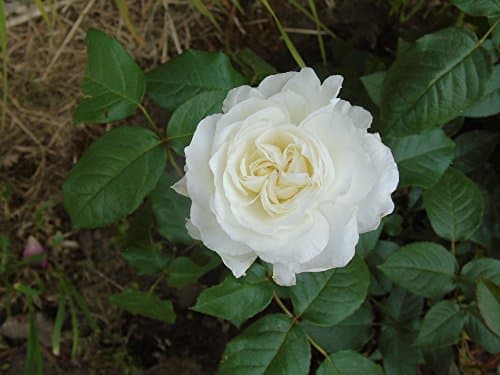 David Austin 'Tranquility' Fragrant English Rose Bush in 4lt Pot (Live Plants)