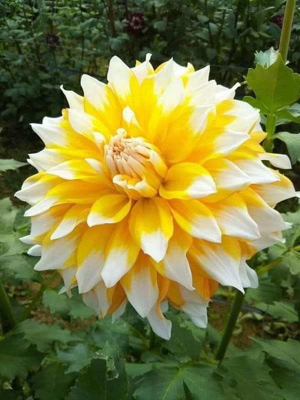 Radha Krishna Agriculture® Imported Dahlia Flower Bulbs Light yellow | Fragrant Flowers Planting Bulb For all season Outdoor And Indoor Gardening Pack of 1