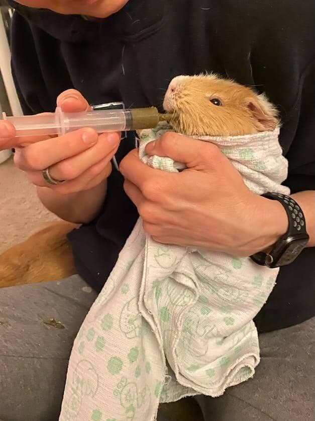 Pet Guinea Pig Emergency Kit with Timothy Recovery Food (Large Emergency Kit)