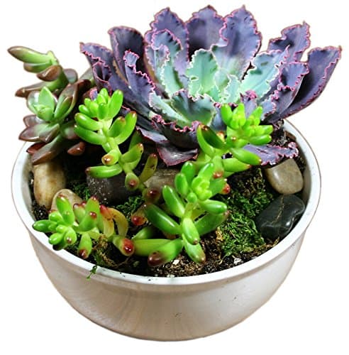 Succulent Planter or Cactus Planter with Succulent Soil and Terrarium Supplies - Modern 6'' Bowl -
