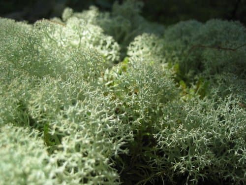 Live Reindeer Moss Lichen for Crafts, Terrarium