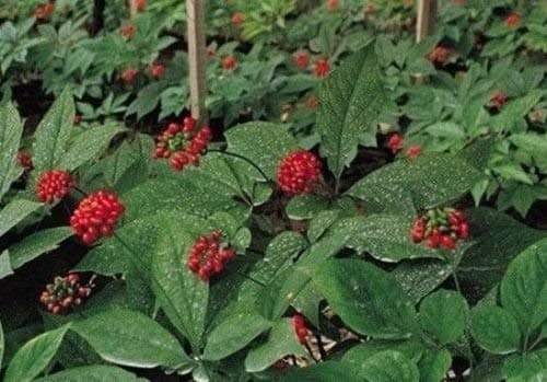 Ginseng (Panax ginseng) Asian/Korean True Ginseng Root Seeds -USA- 25+ seeds