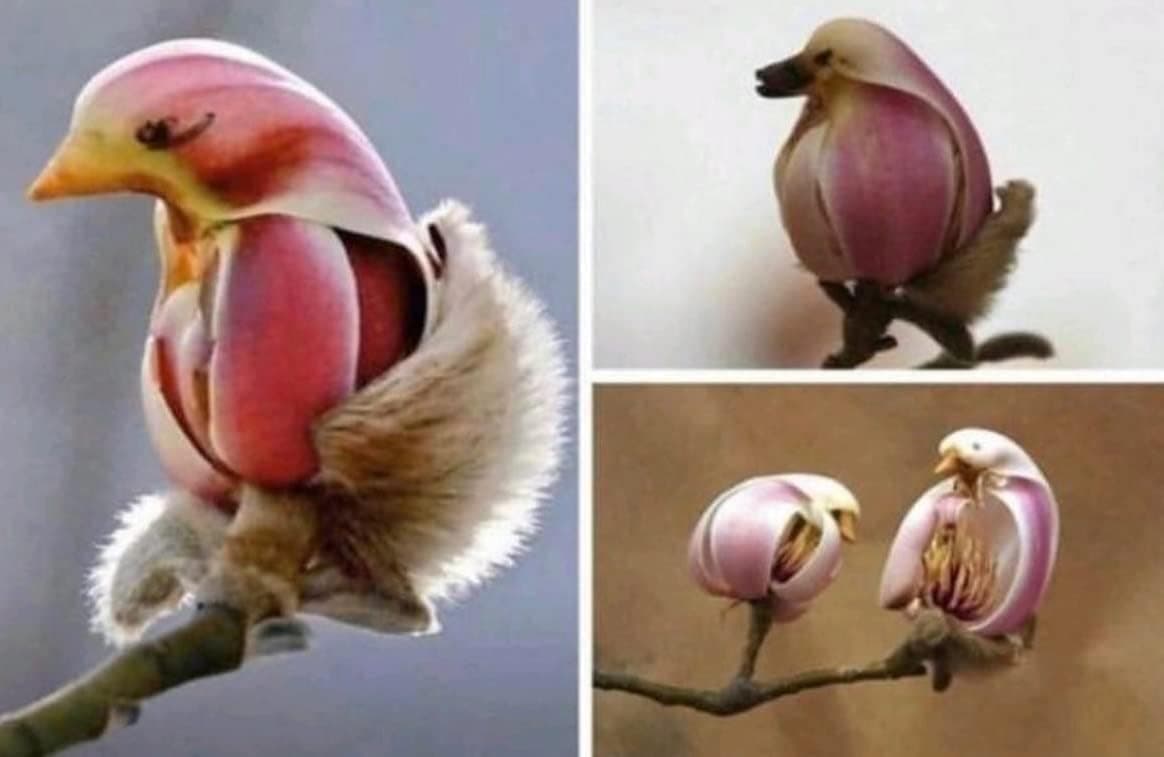 Yulan Magnolia Tree Seeds - 5 Seeds to Grow - Spring Buds Look Like Pink Birds