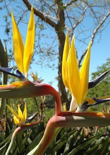TROPICA - Yellow Streletzia - 'Mandela's Gold' (Bird of Paradise) (Strelitzia reginae Yellow) - 4 Seeds - Africa