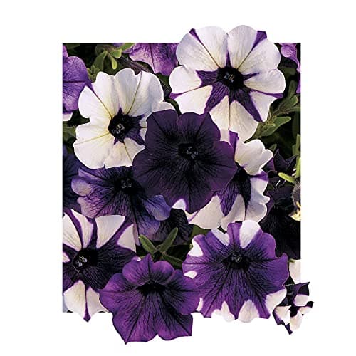 Park Seed Shock Wave Tie Dye Purple Petunia Seeds, Early-Blooming Self-Cleaning Variety with Lavender, Violet, and Bicolor Blooms, Compact and Weather Resistant, Pack of 10