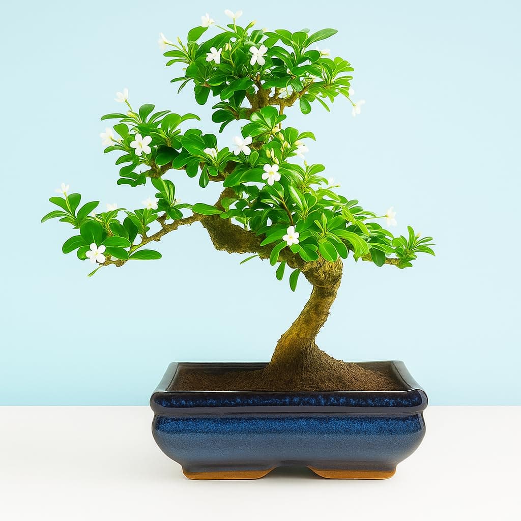 Abana Homes Bonsai Live Plant - 4 Years Old Carmona Flowering & Fragrance Bonsai Tree | Unique Bonsai Plants for Home Indoor | Ideal for Office, Living Room, Balcony | Height: 30cm