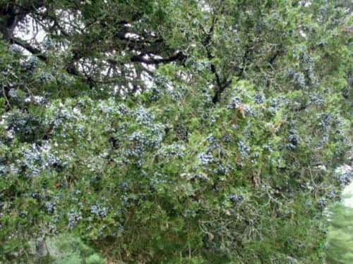 40 EASTERN RED CEDAR TREE SEEDS