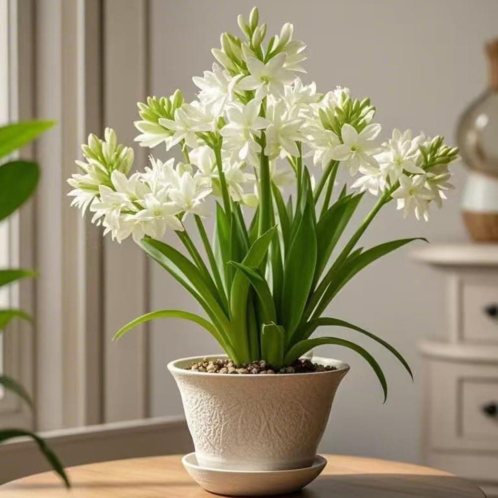 1pcs White Double Pearl Tuberose Bulbs for Planting Fragrant Flowers Bulbs Indoors or Out Bulb for Home Garden Planting.