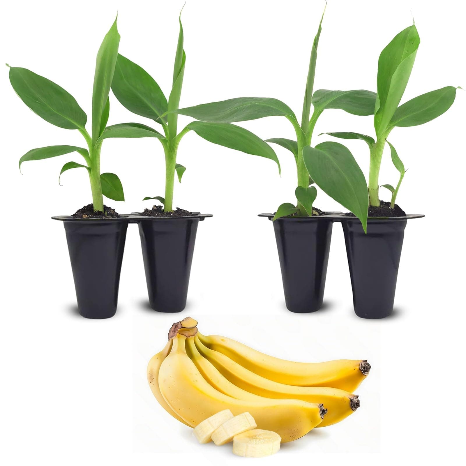 Banana Tree Dwarf Cavendish (4 Pack) Live Banana Plant for Sale | Easy to Grow Plants | Edible Fruit Plant. | Grow Your own Food on Your Edible Organic Garden|Live for Planting|