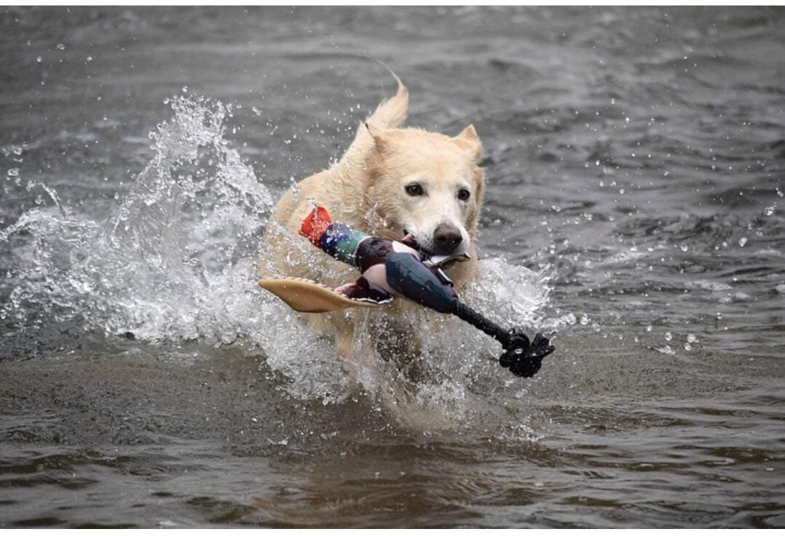 Spunky Pup Fly & Fetch Duck