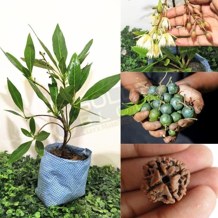 Golden Bloom Rudraksh Panchmukhi Live Plant, Rudraksha, Rudraksh Plant Live Healthy plant & Tree "Original Vaiety" Pack of 1