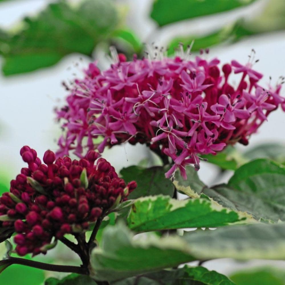 Clerodendrum bungei 'Pink Diamond' - Fragrant Pink Flowers & Variegated Leaves - Compact Garden Shrub for Containers - Bee & Butterfly Attractor – 1x 3 Litre Potted Plant by Thompson & Morgan
