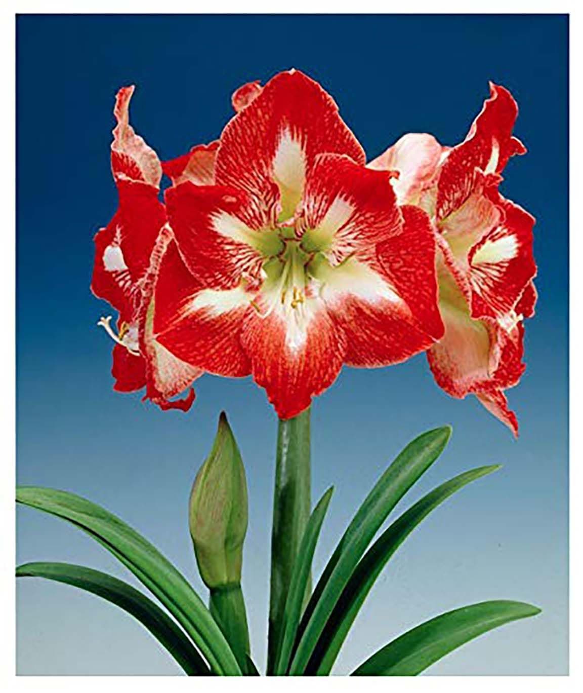 Minerva Red and White Amaryllis - Bare Root Bulb