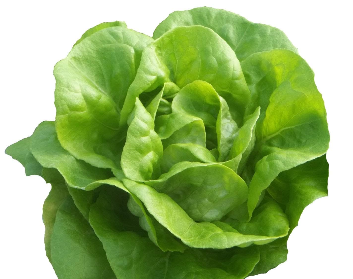 Bib Butterhead Lettuce Seeds - Organic Heirloom - 4,000 Seeds Non GMO