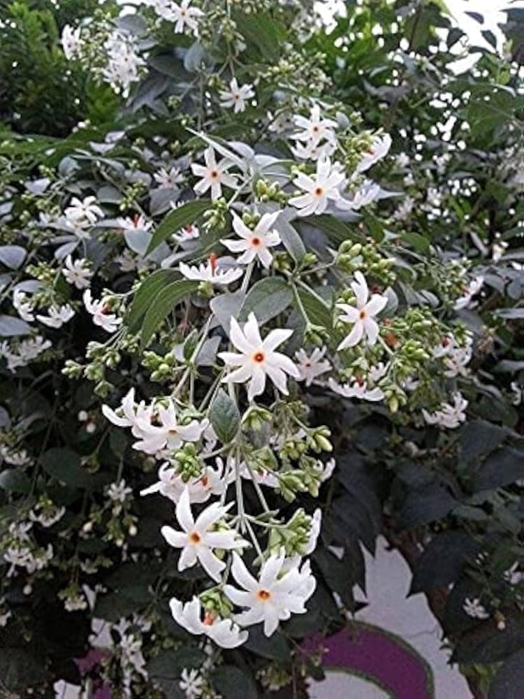 MVKR Live Parijat-Harsingar Plant I Night Queen Jasmine Flower Plant I With Growbag